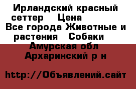 Ирландский красный сеттер. › Цена ­ 30 000 - Все города Животные и растения » Собаки   . Амурская обл.,Архаринский р-н